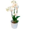 White charm in a pot Online