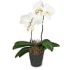White Orchid Phalaenopsis Online