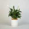 White Peace Lily Online