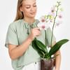 White-Pink Orchid in Vase Online