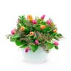 WILD SPRING Online