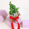 Gift Wrapped in Jade's Love Plant
