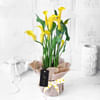 Gift Yellow Calla Lily Potted Plant Gift
