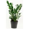 Zamioculcas Online