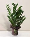 Zamioculcas Online