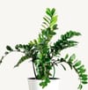 Zamioculcas ZZ Online