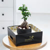 Buy Zen Essence
