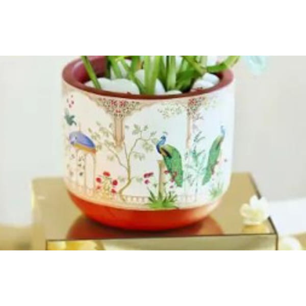 AO Wealth Peace lily plant