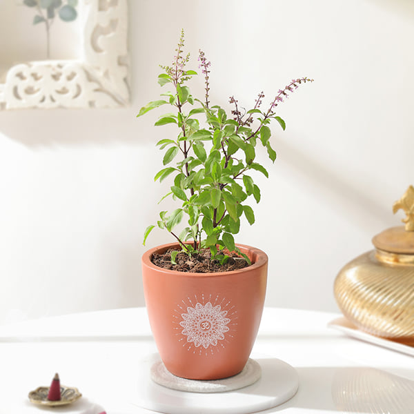 Aromatic Holy Basil Plant