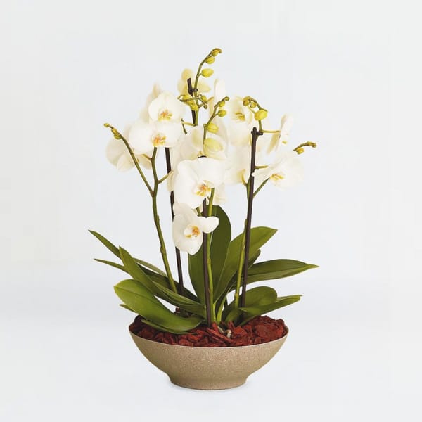 Arrangement of orchids