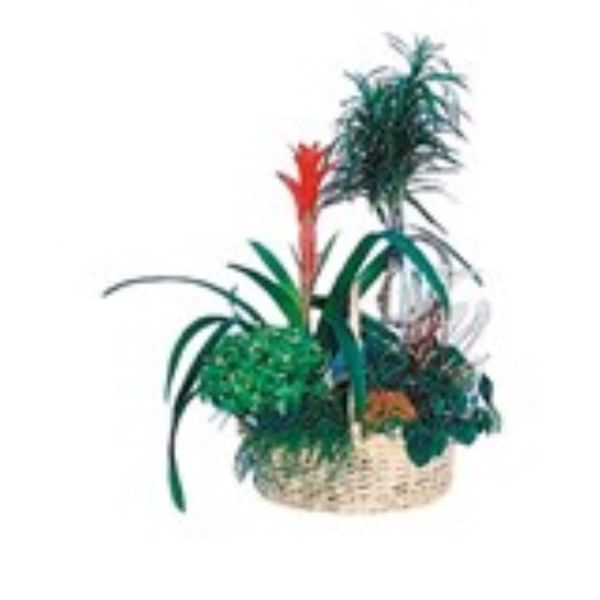 Arrangement of Plants