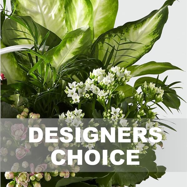 Arrangement Of Plants