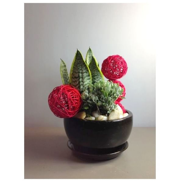 Arrangement of Plants