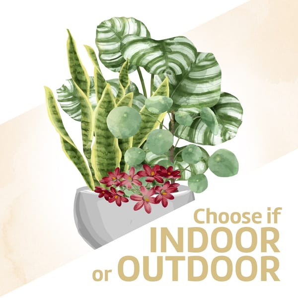 Arrangement of Plants