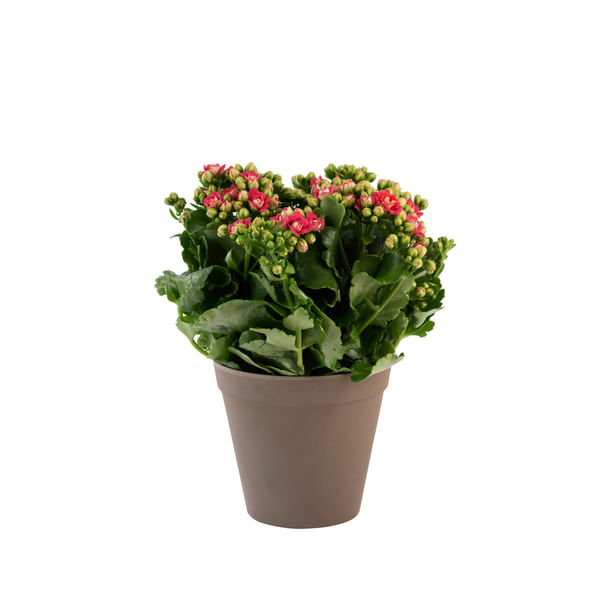 Calandiva  orange 242645