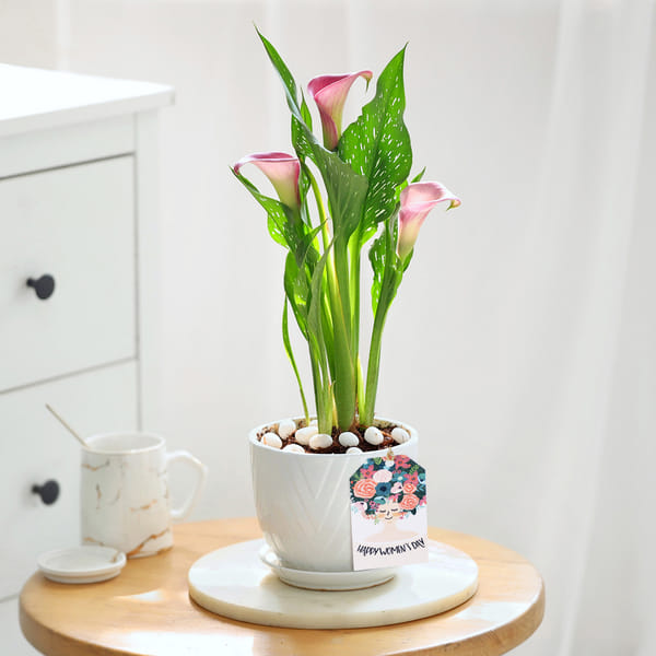 Calla Lily Plant With Planter