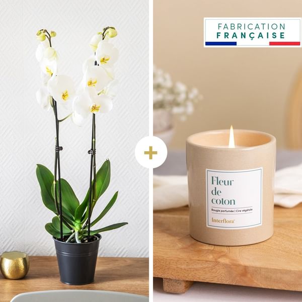 Candide et bougie - Orchid and candle