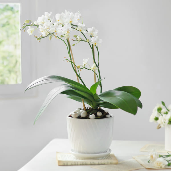 Celestial White Orchid