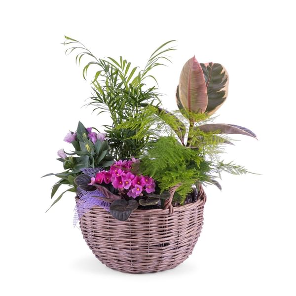 Centrepiece of Plants