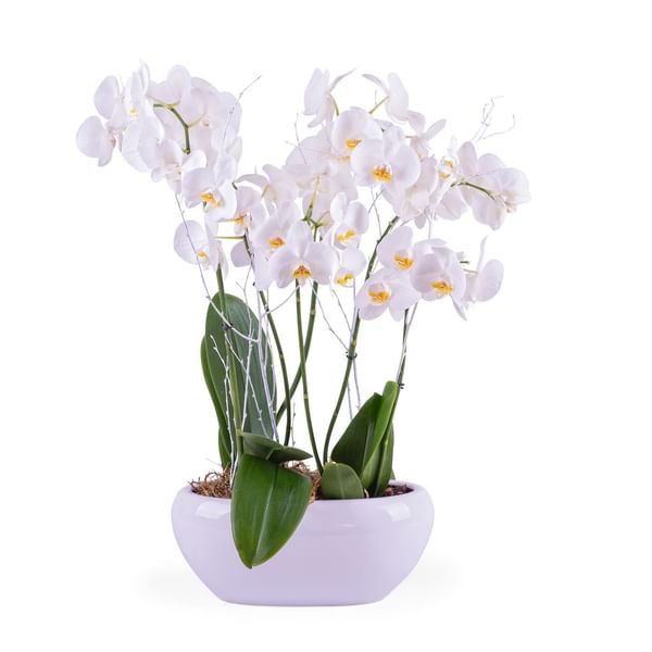 Centrepiece of white Phalaenopsis plants