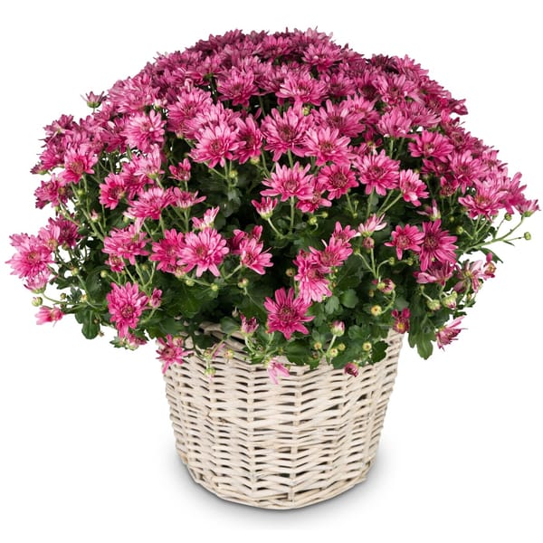 Chrysanthemum 'Hope' pink, for the cemetery