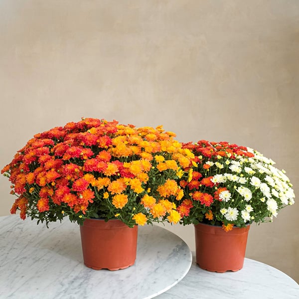 Duo chrysanthemes multicolores