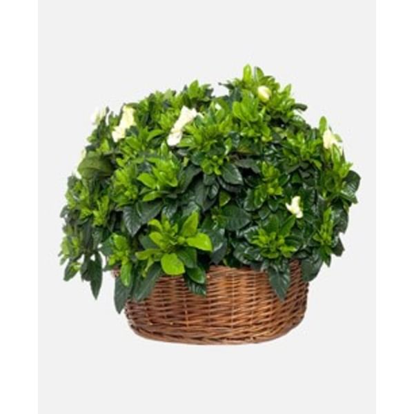 Gardenia basket