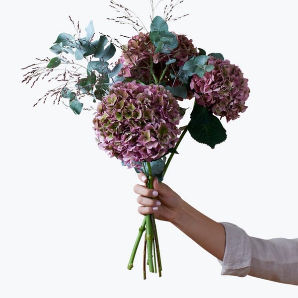 Hydrangea for Fall 240418