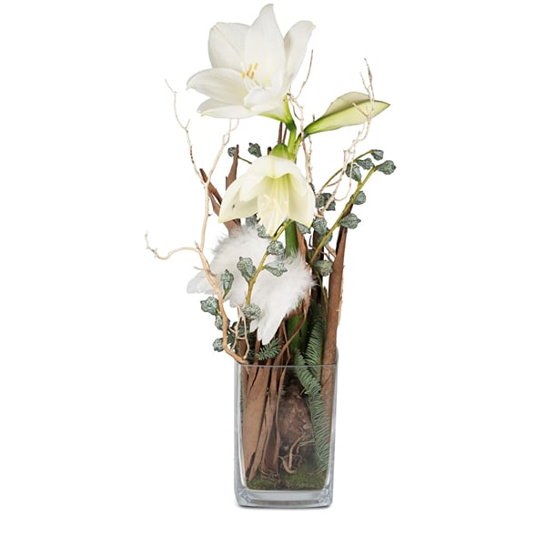 Indoor plant 'For my Angel' amaryllis