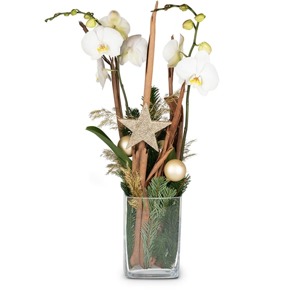 Indoor plant 'Heavenly' orchid in a vase