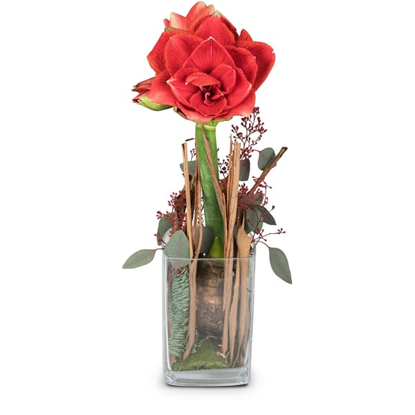 Indoor plant 'Lady in Red' amaryllis