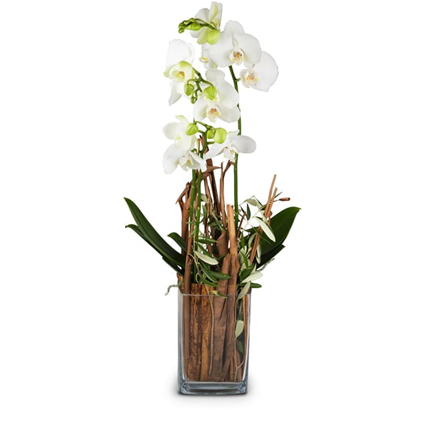 Indoor plant 'Magic' orchid in vase