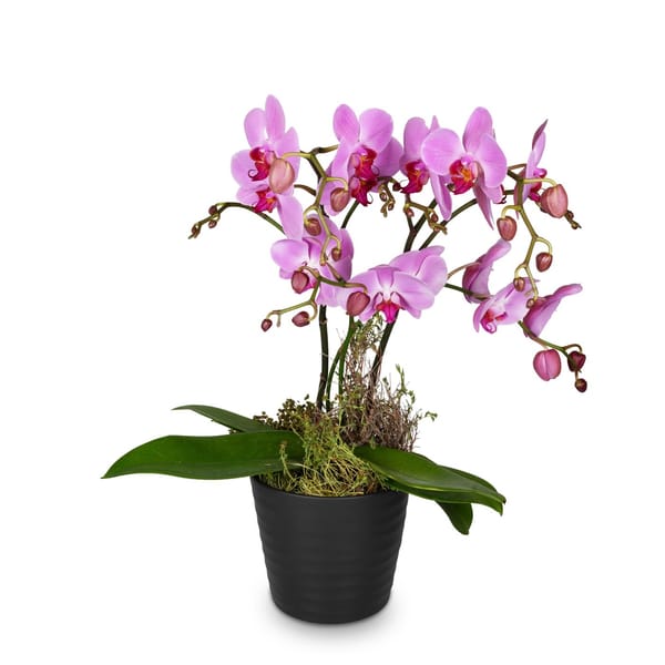 Indoor plant Pink Dream orchid