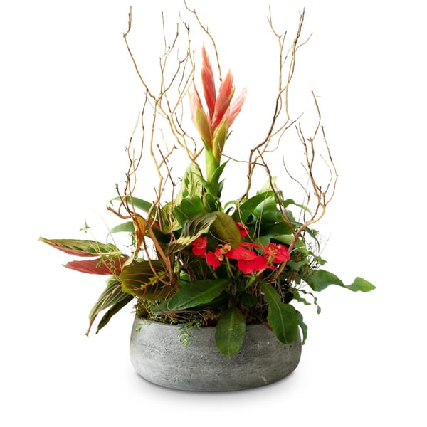 Indoor plant pot 'Harmony of colors'