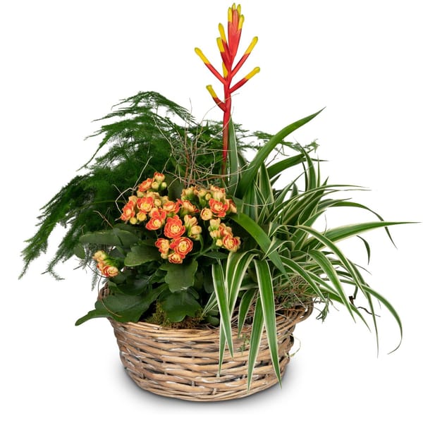 Indoor plant pot 'Symphony of plants'