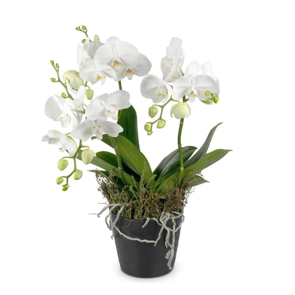 Indoor plant White Dream orchid