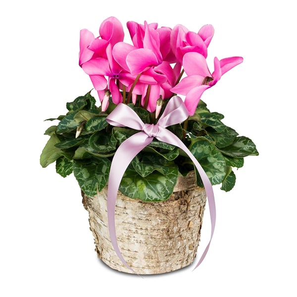 Indoor plant 'Winter Beauty' cyclamen