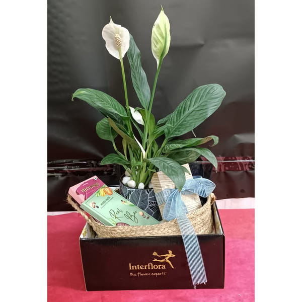 Mercedes Luxury Hamper