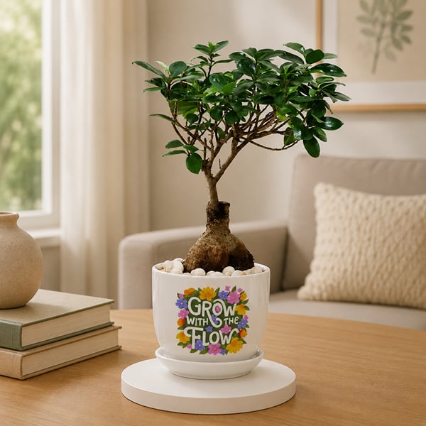 Microcarpa Bonsai Plant with Plate