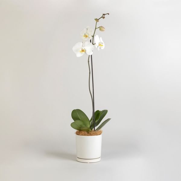 Moth Orchid