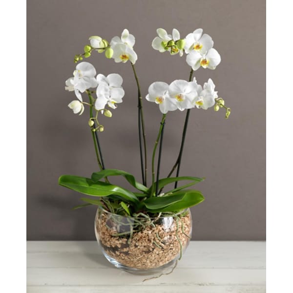 Orchid in glass bowl