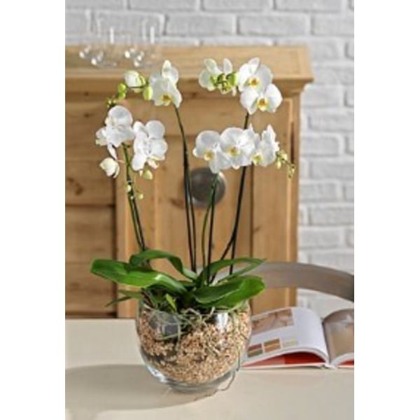 Orchid plant