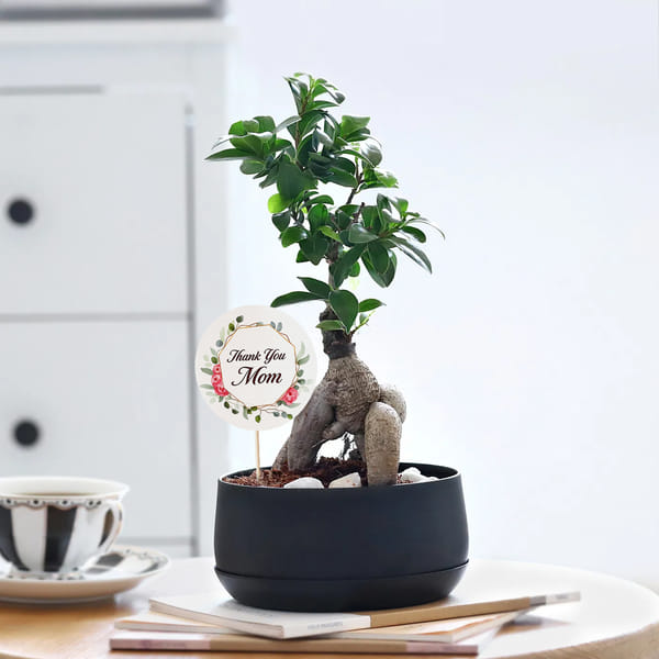 Peaceful Mother's Day Bonsai Plant