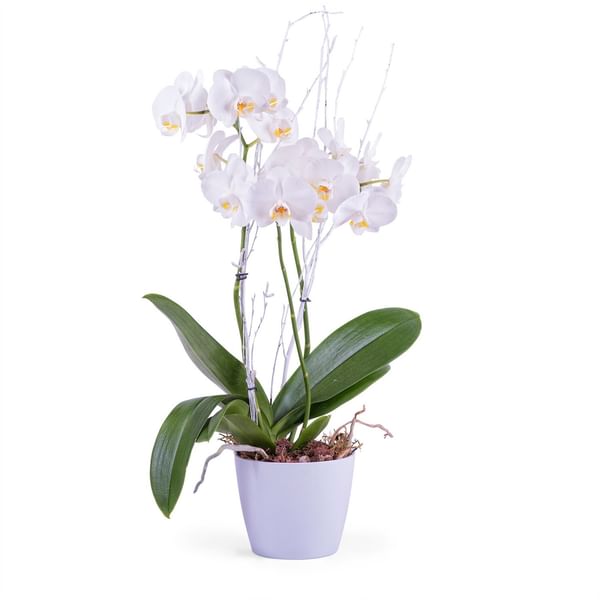 Phalaenopsis Premium Plant