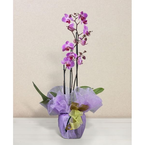 Pink phalaenopsis orchid