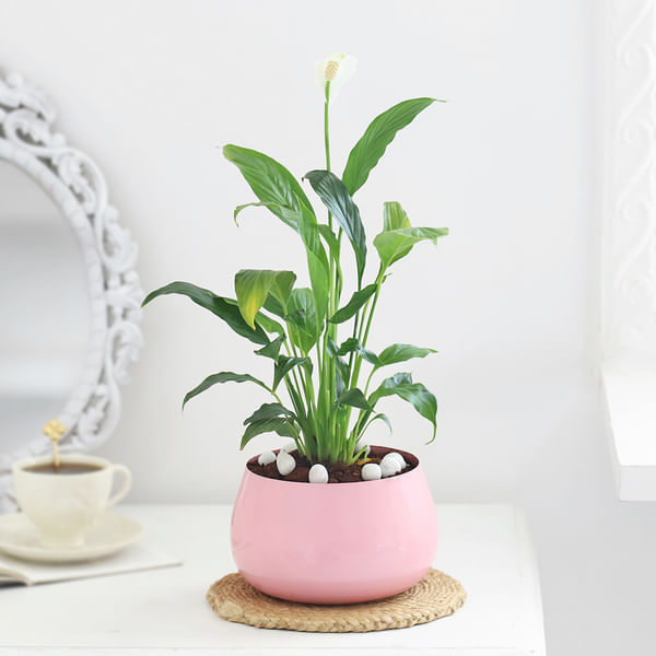 Pink Prosperity