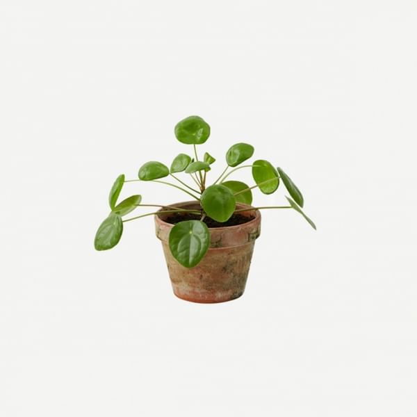 Plant - Pilea