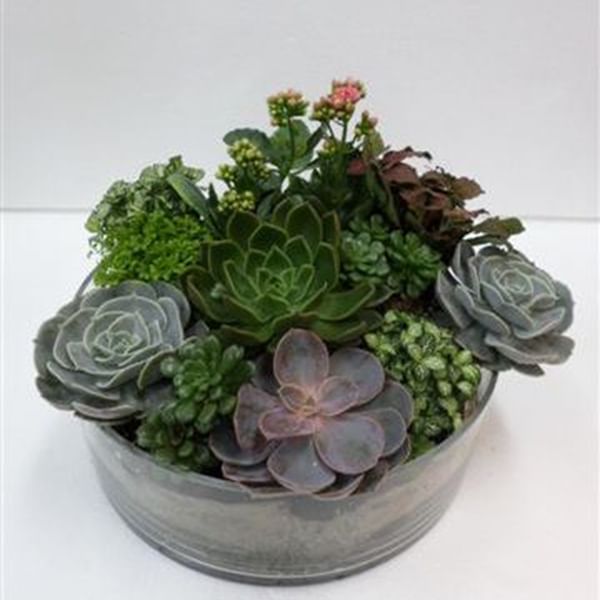 Plants in a Vase