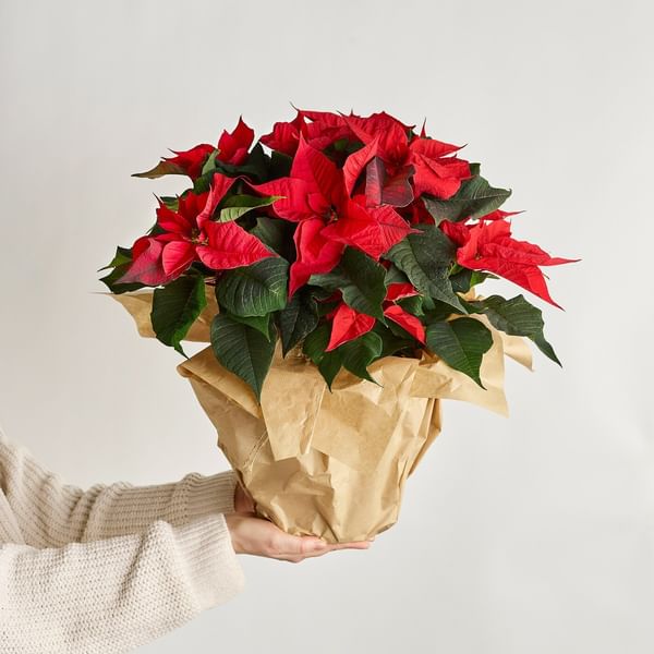 Poinsettia