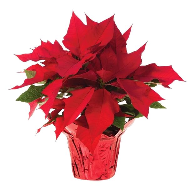 Red Poinsettia Christmas Style